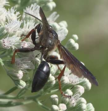 Image of Brown-legged Grass-carrier