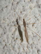 Image of Spined Stilt Bug