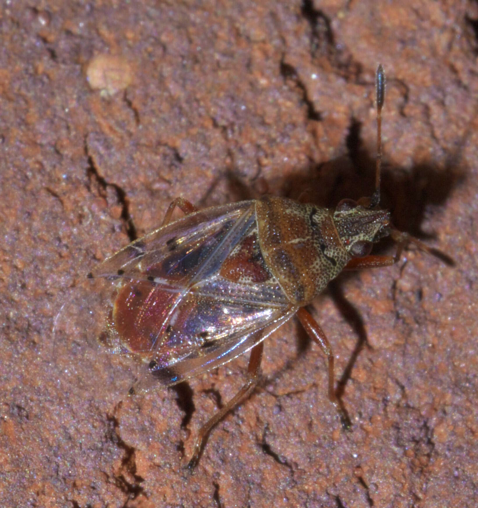 Image of Birch Catkin Bug