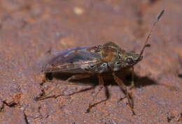 Image of Birch Catkin Bug