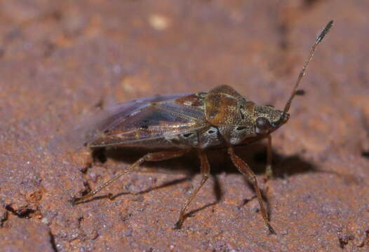 Image of Birch Catkin Bug