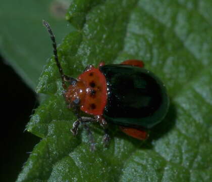 Image of flea beetle