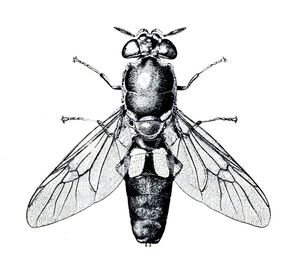 Image of Stratiomyoidea