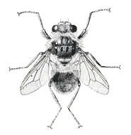 Image of bot flies