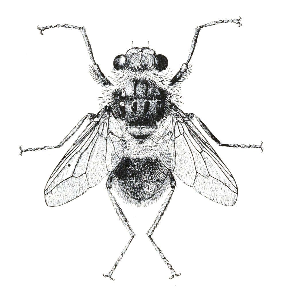 Image of bot flies