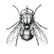 Image of Screwworm Flies