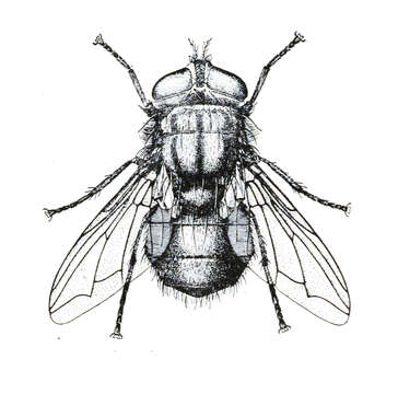 Image of Screwworm Flies