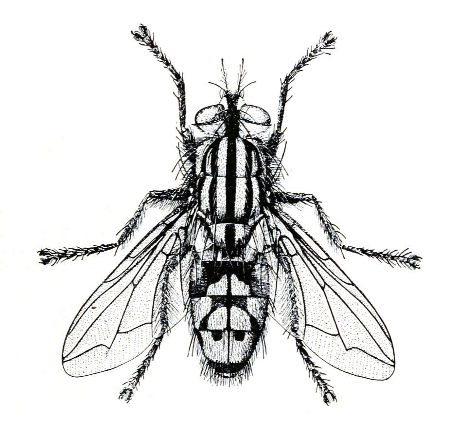 Image of flesh flies