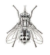 Image of flesh flies