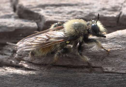 Image of Laphria fernaldi (Back 1904)