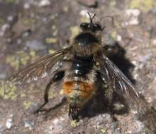 Image of Laphria fernaldi (Back 1904)