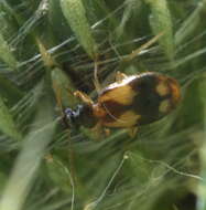 Plancia ëd Lebia (Lebia) ornata Say 1823