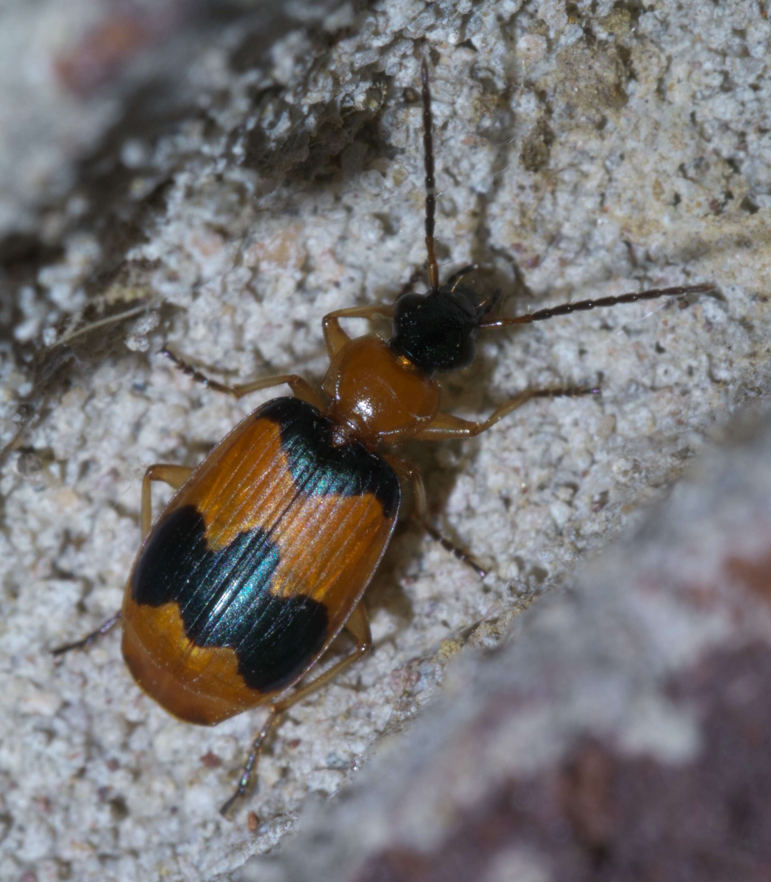 Plancia ëd Lebia (Lebia) pulchella Dejean 1826