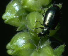 Image of Lebia (Lebia) viridis Say 1823