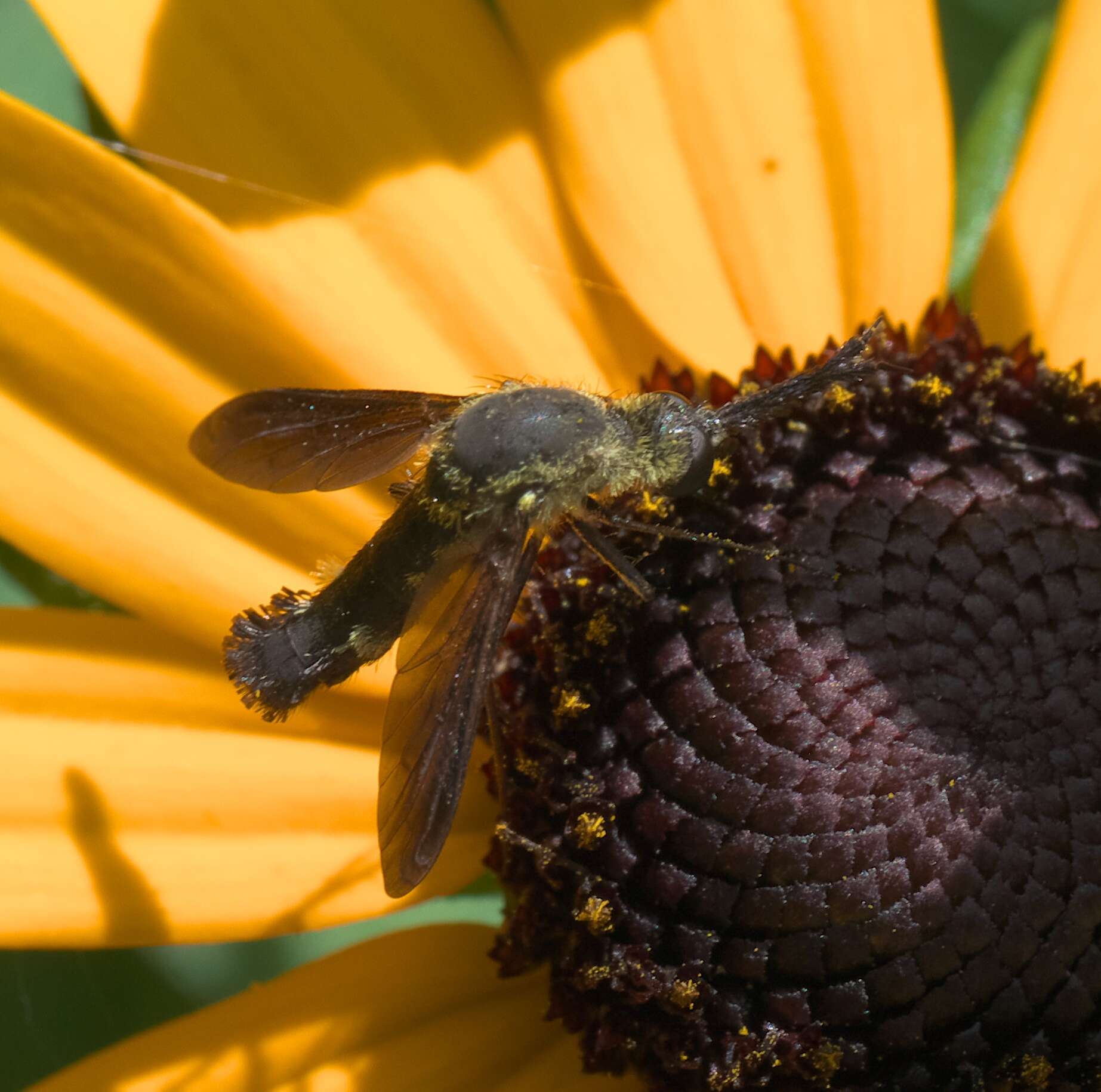 Image of Scaly Bee Fly