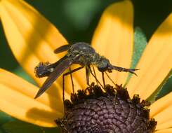 Image of Scaly Bee Fly