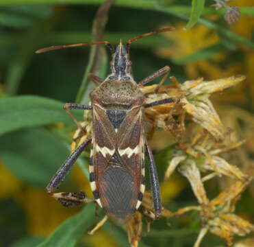 Image of western leaf-footed bug