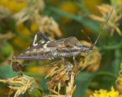 Image of western leaf-footed bug