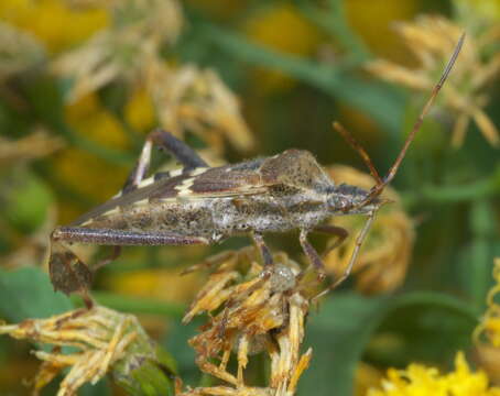 Image of western leaf-footed bug