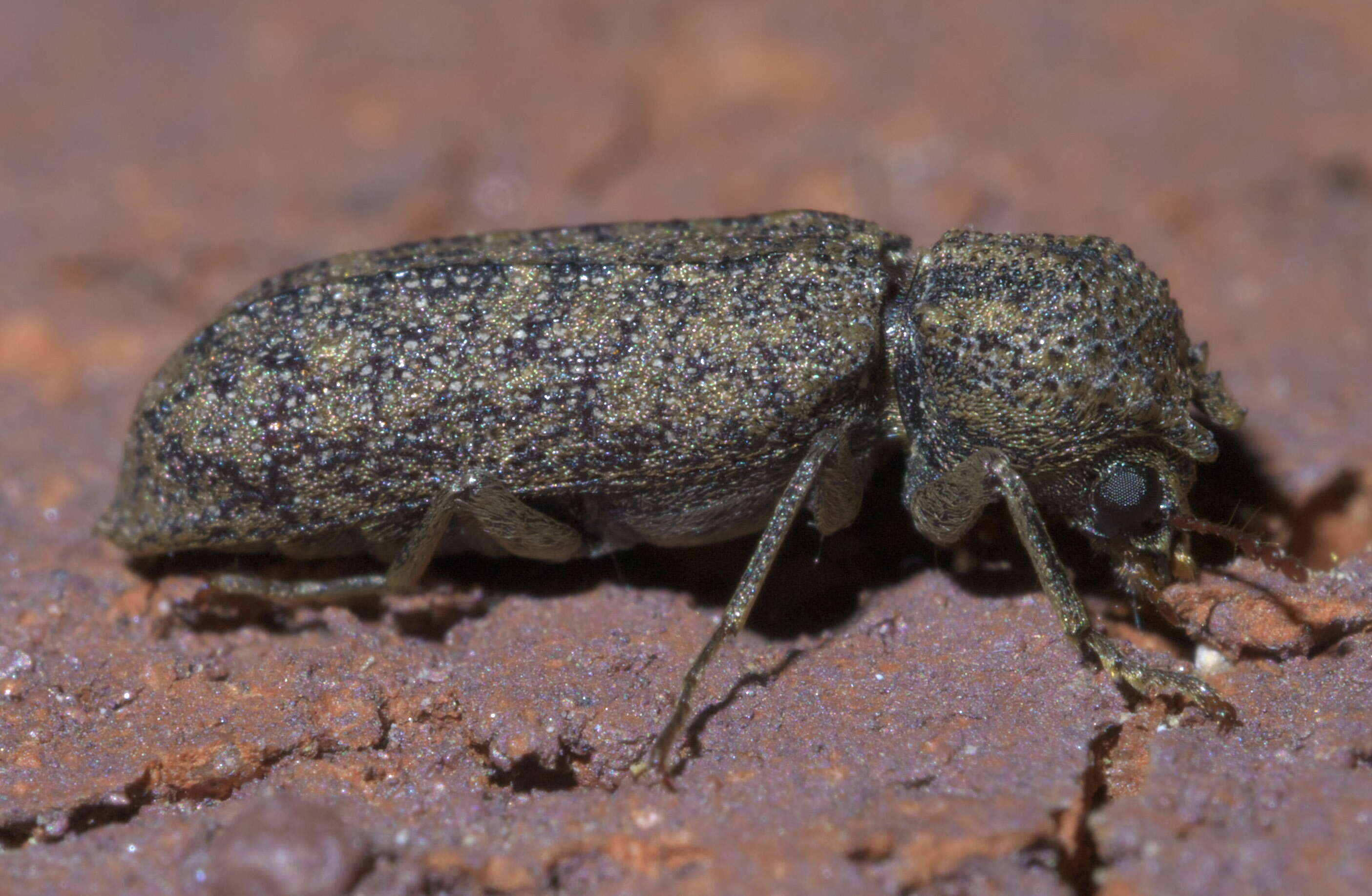 Lichenophanes bicornis (Weber 1801) resmi