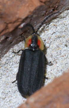 Image of Black Firefly