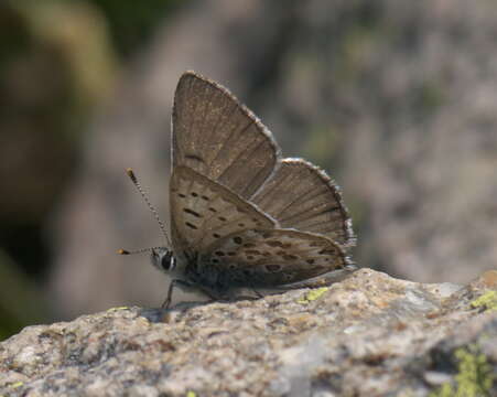 Imagem de Lycaena editha (Mead 1878)