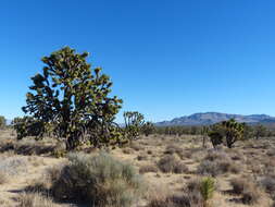 Слика од Yucca brevifolia Engelm.