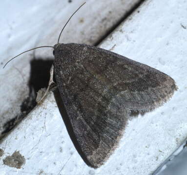 Image of Dusty Lined Matigramma