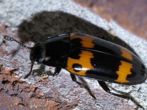 Image of Megalodacne fasciata (Fabricius 1777)