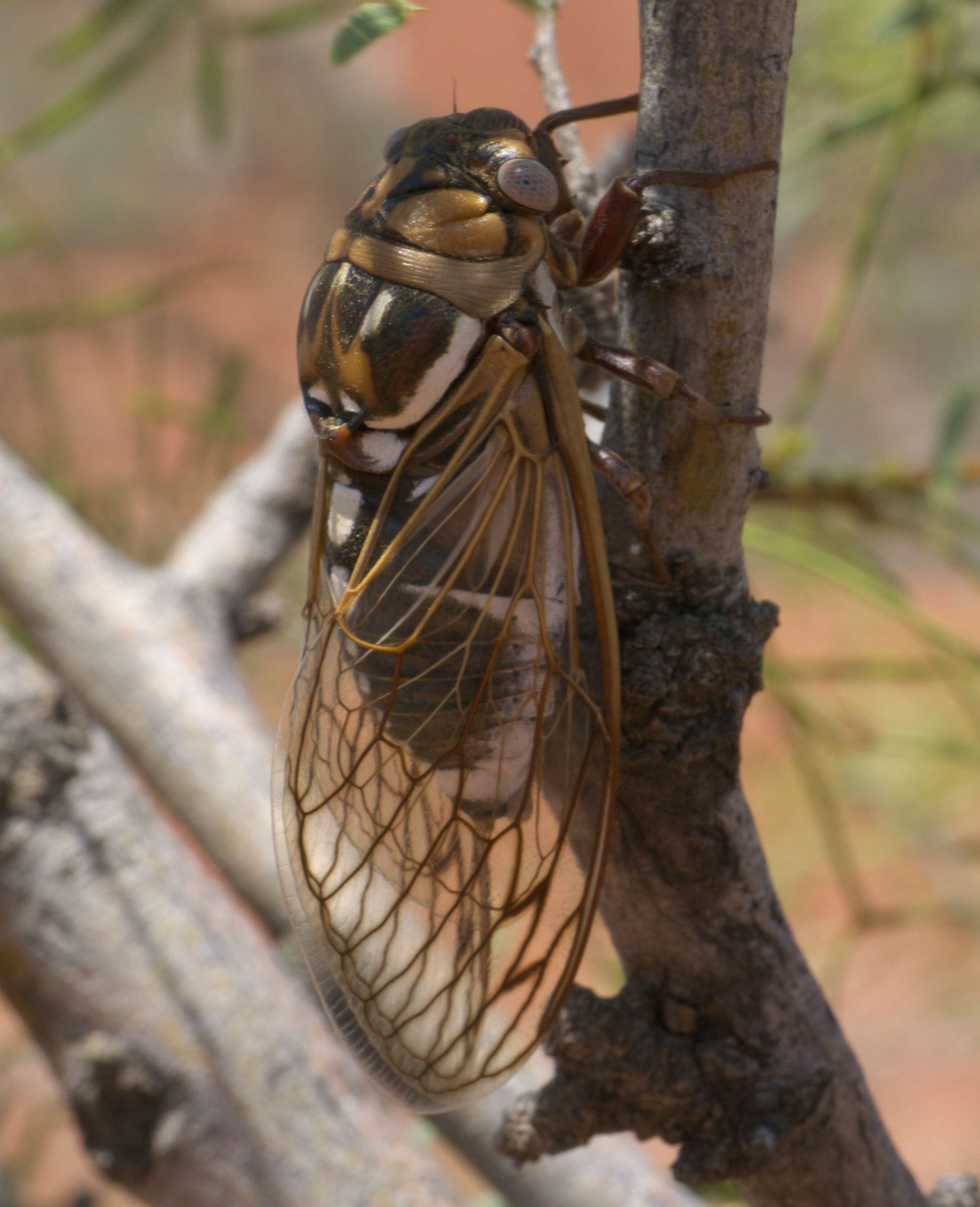 Image of Megatibicen dorsatus