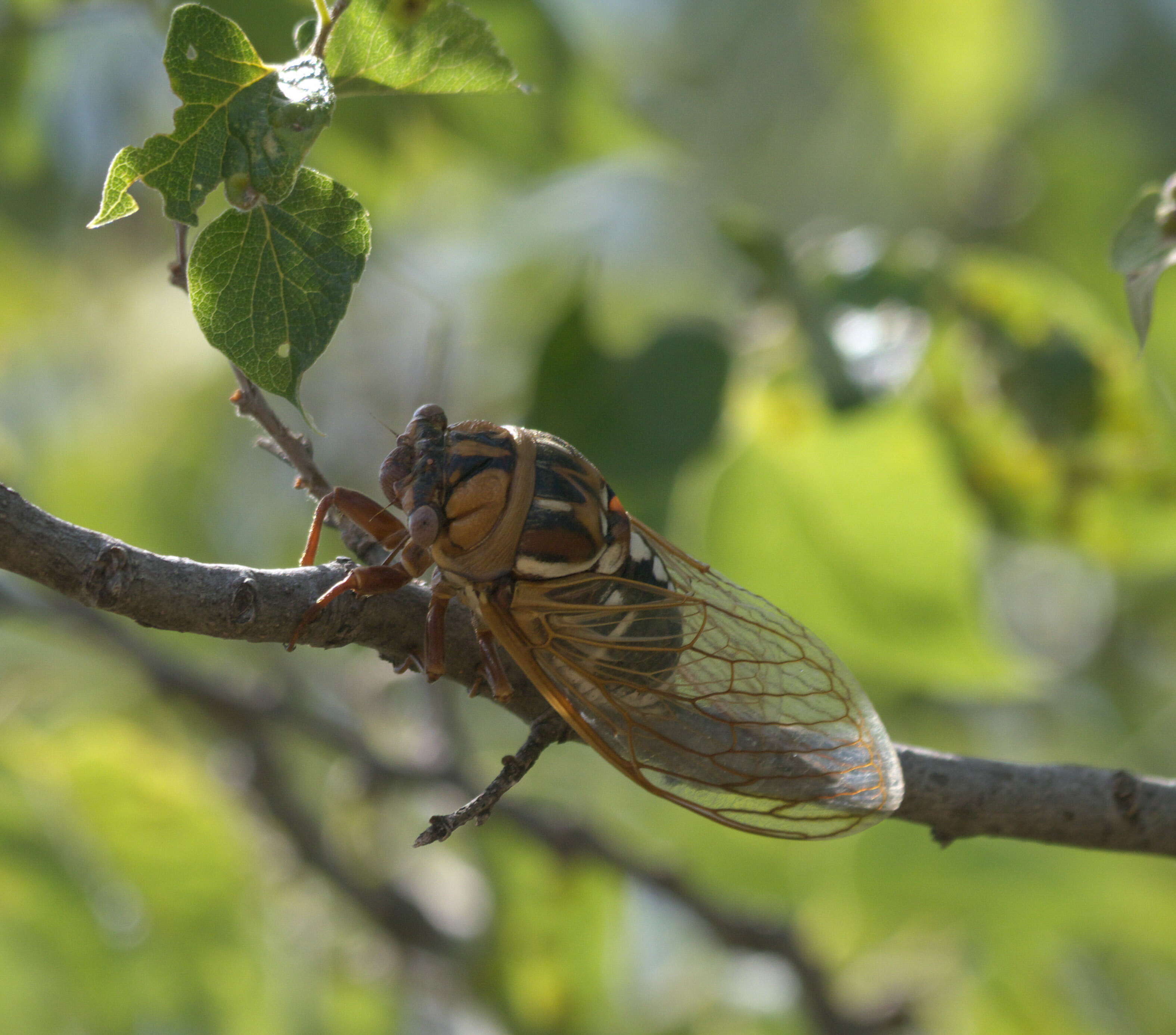 Image of Megatibicen dorsatus