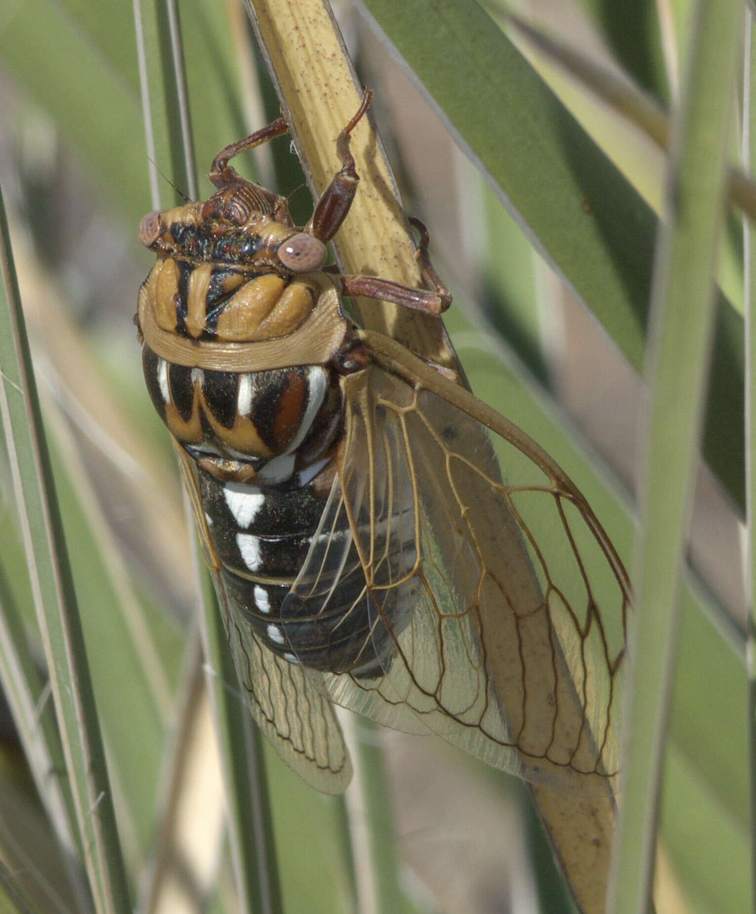 Image of Megatibicen tremulus (Cole 2008)