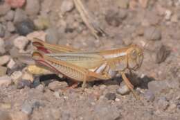 Melanoplus angustipennis (Dodge & G. M. 1877)的圖片