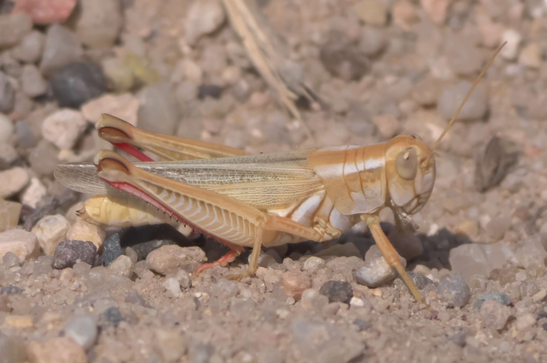 Image of Narrow-winged Spur-throat Grasshopper