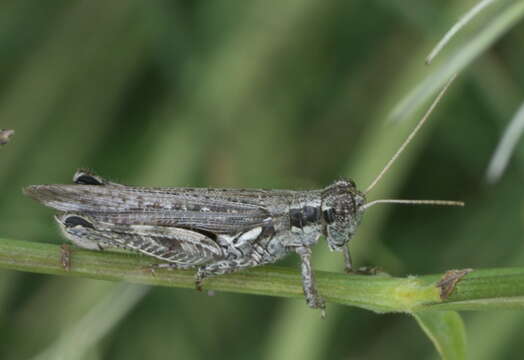 Image of Western Sagebrush Grasshopper