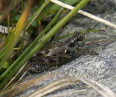 Image of Huckleberry Grasshopper