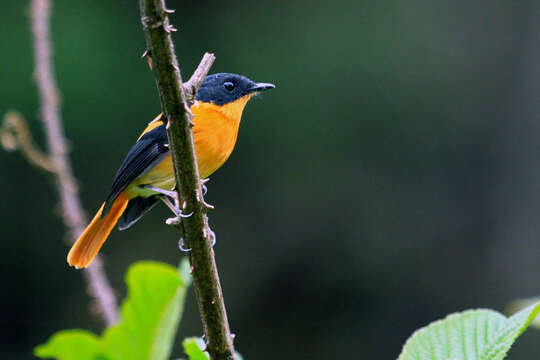 Image de Gobemouche orange et noir