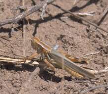 Image of Yellowish Spur-Throat Grasshopper