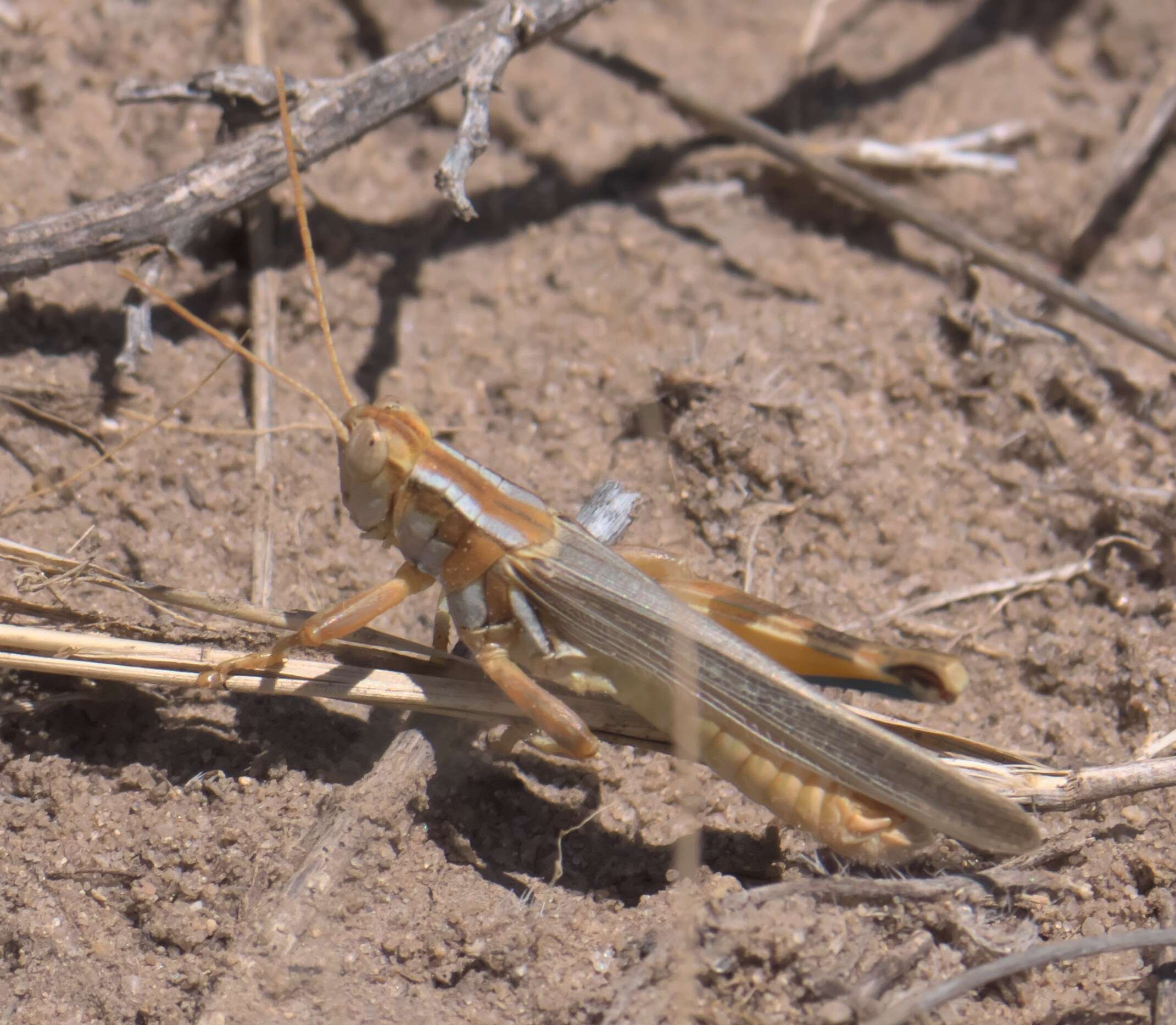 Melanoplus flavidus Scudder & S. H. 1878的圖片