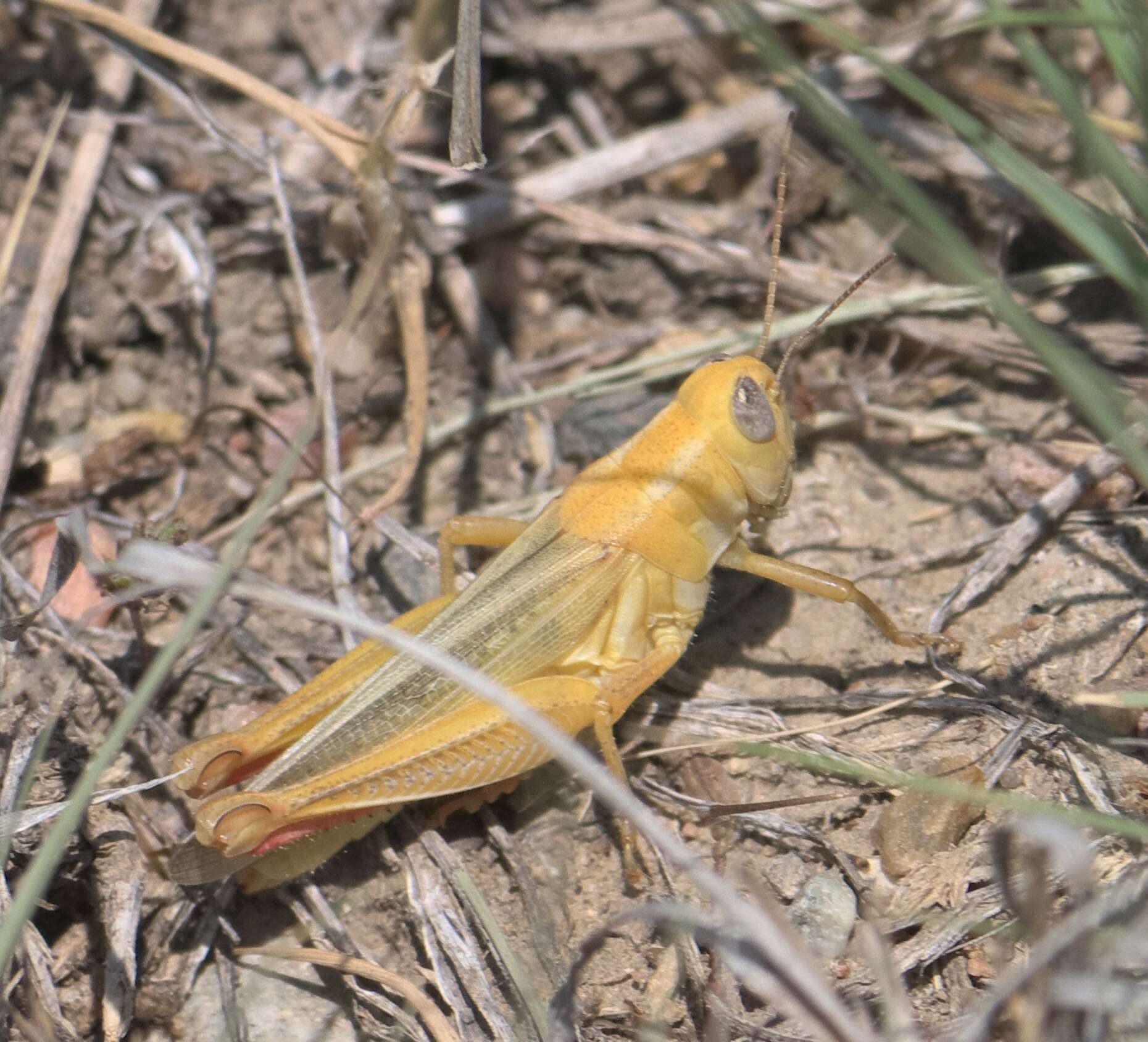 Image of Striped Sand Grasshopper