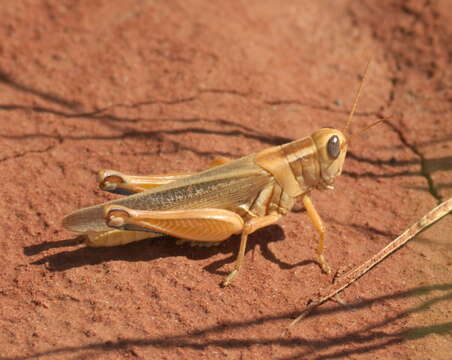 Image de Melanoplus packardii Scudder & S. H. 1878