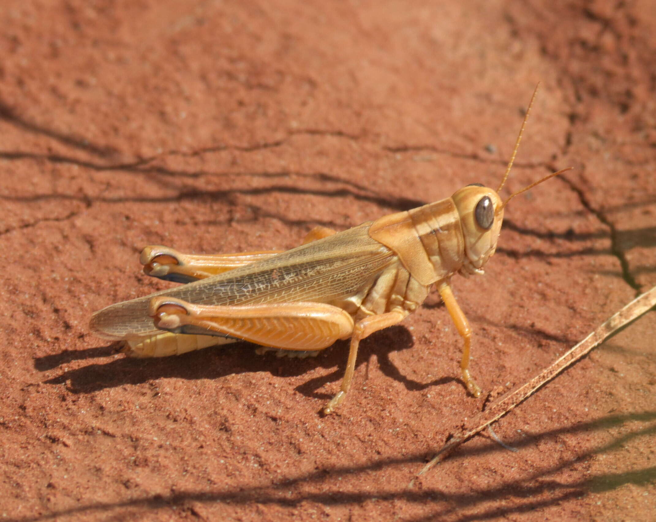 Image of Packard's Grasshopper