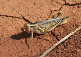 Image de Melanoplus packardii Scudder & S. H. 1878