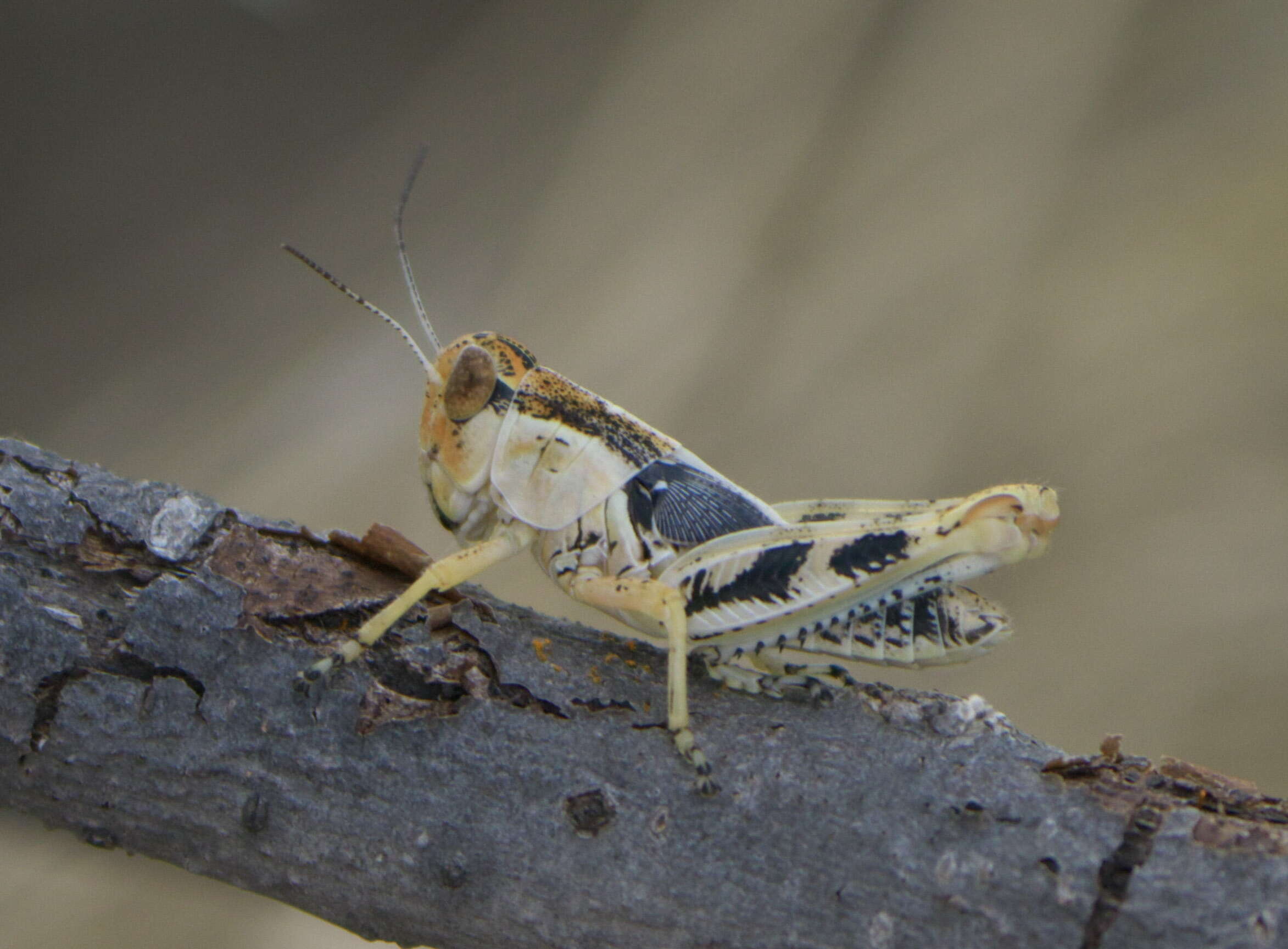 Image of Ponderous Spur-throat Grasshopper