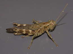 Image of Pine Tree Spur-throat Grasshopper