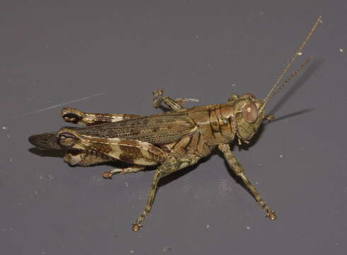 Melanoplus punctulatus (Uhler 1862)的圖片