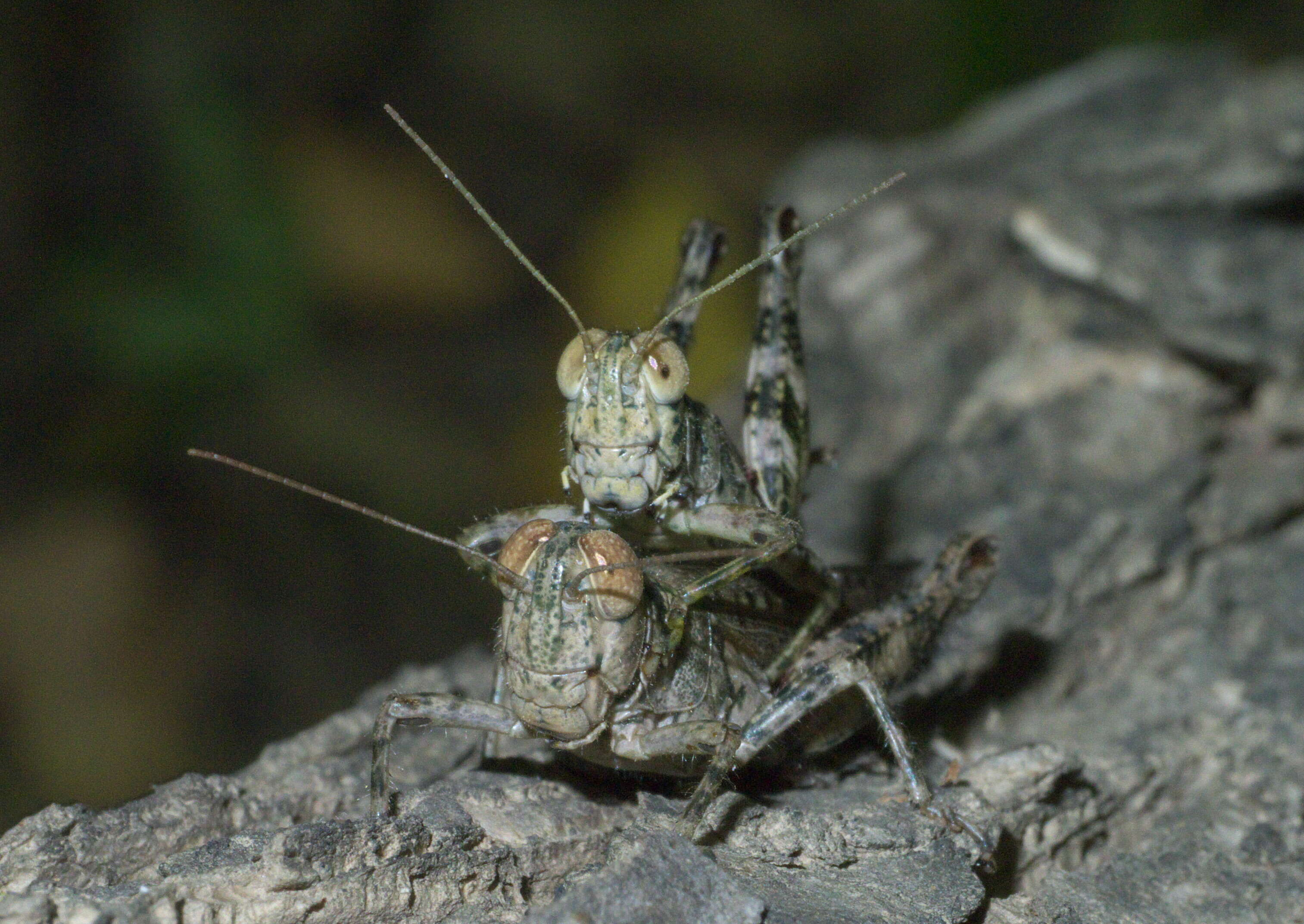 Слика од Melanoplus punctulatus (Uhler 1862)