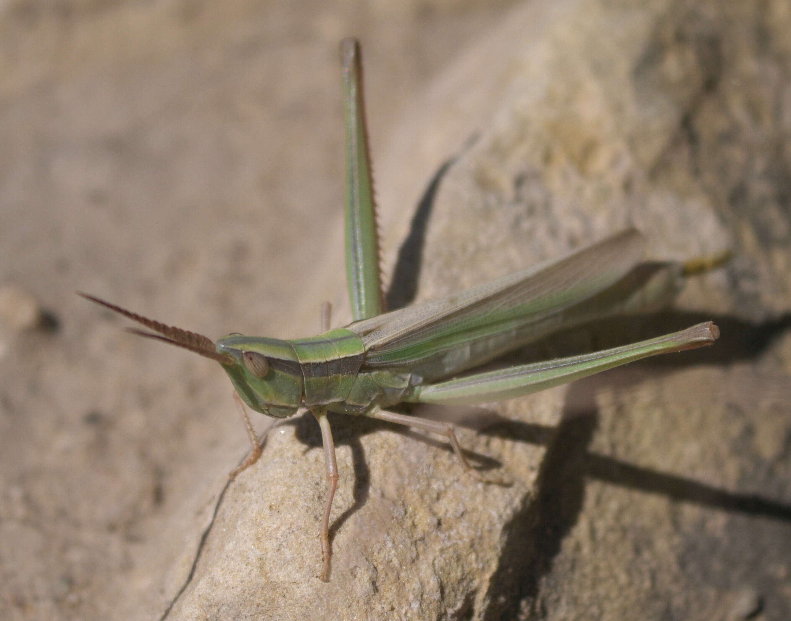 Image de Mermiria picta (Walker & F. 1870)