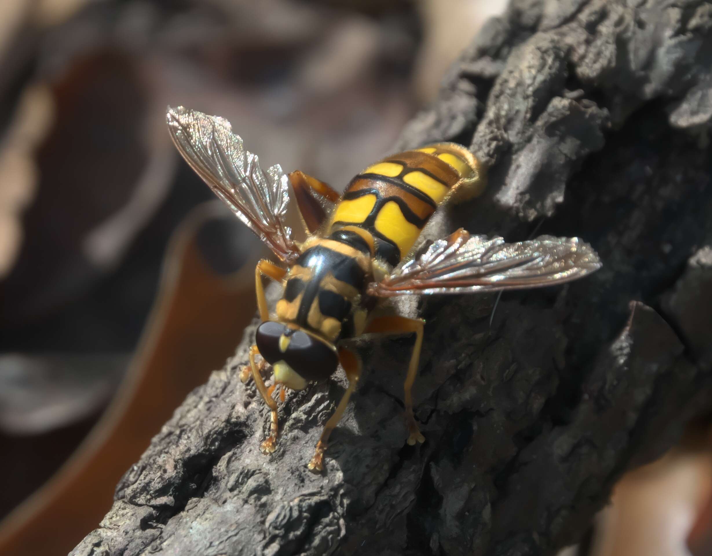 Image of Yellowjacket Hover Fly