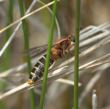 Image of Mydas maculiventris (Westwood 1835)